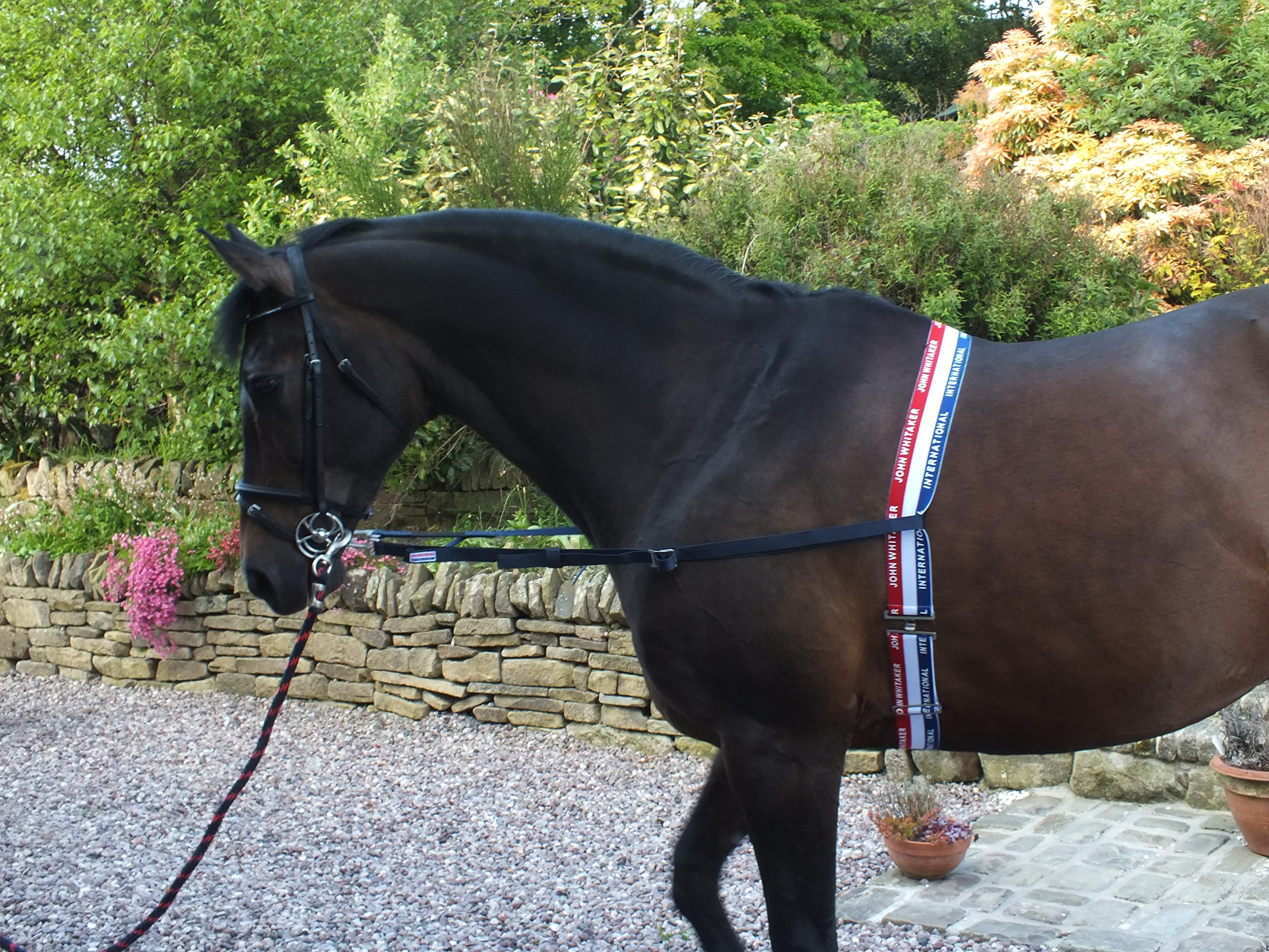 John Whitaker Sangle de Poitrine élastique Poney (Havane
