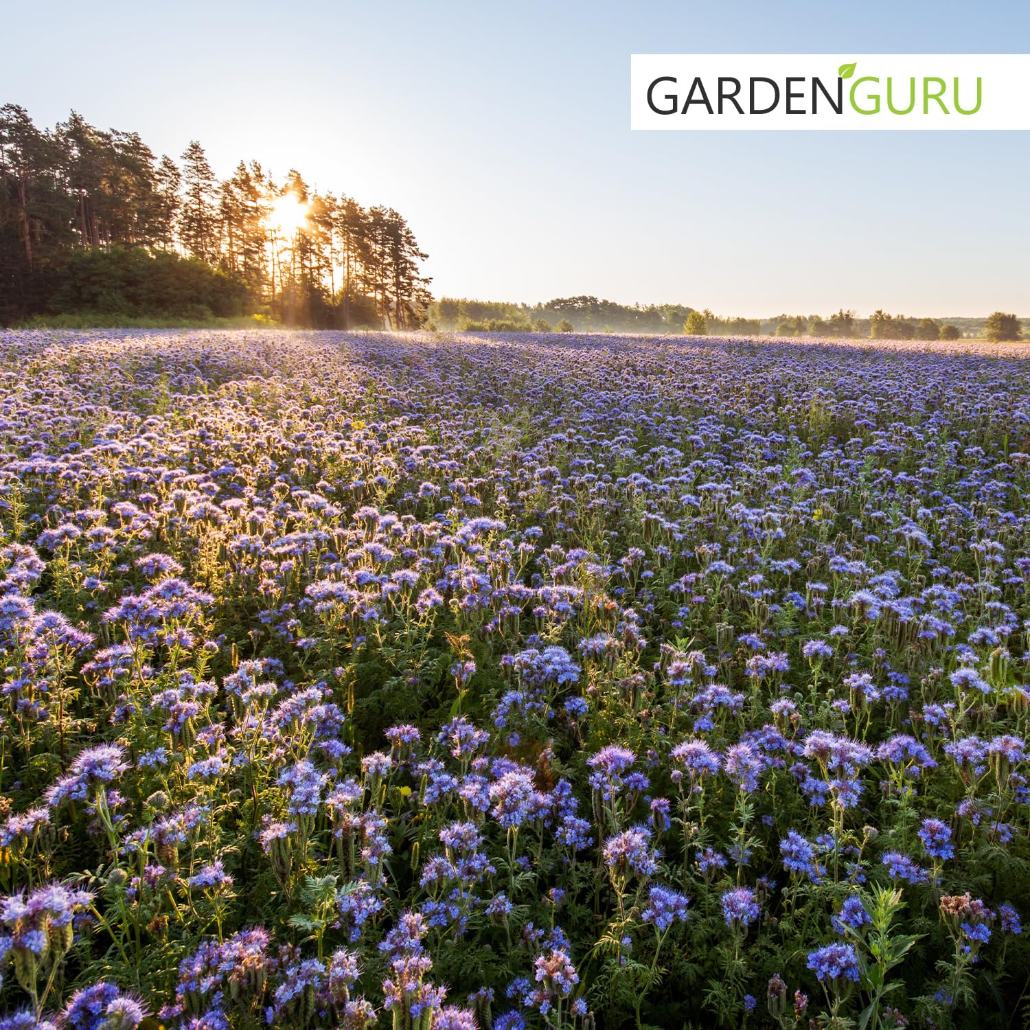 5 kg Phacelia Bienenfreund Gründünger, Frischmantelsamen Saatgut Humusbildung Bodenverbesserung Bienenweide