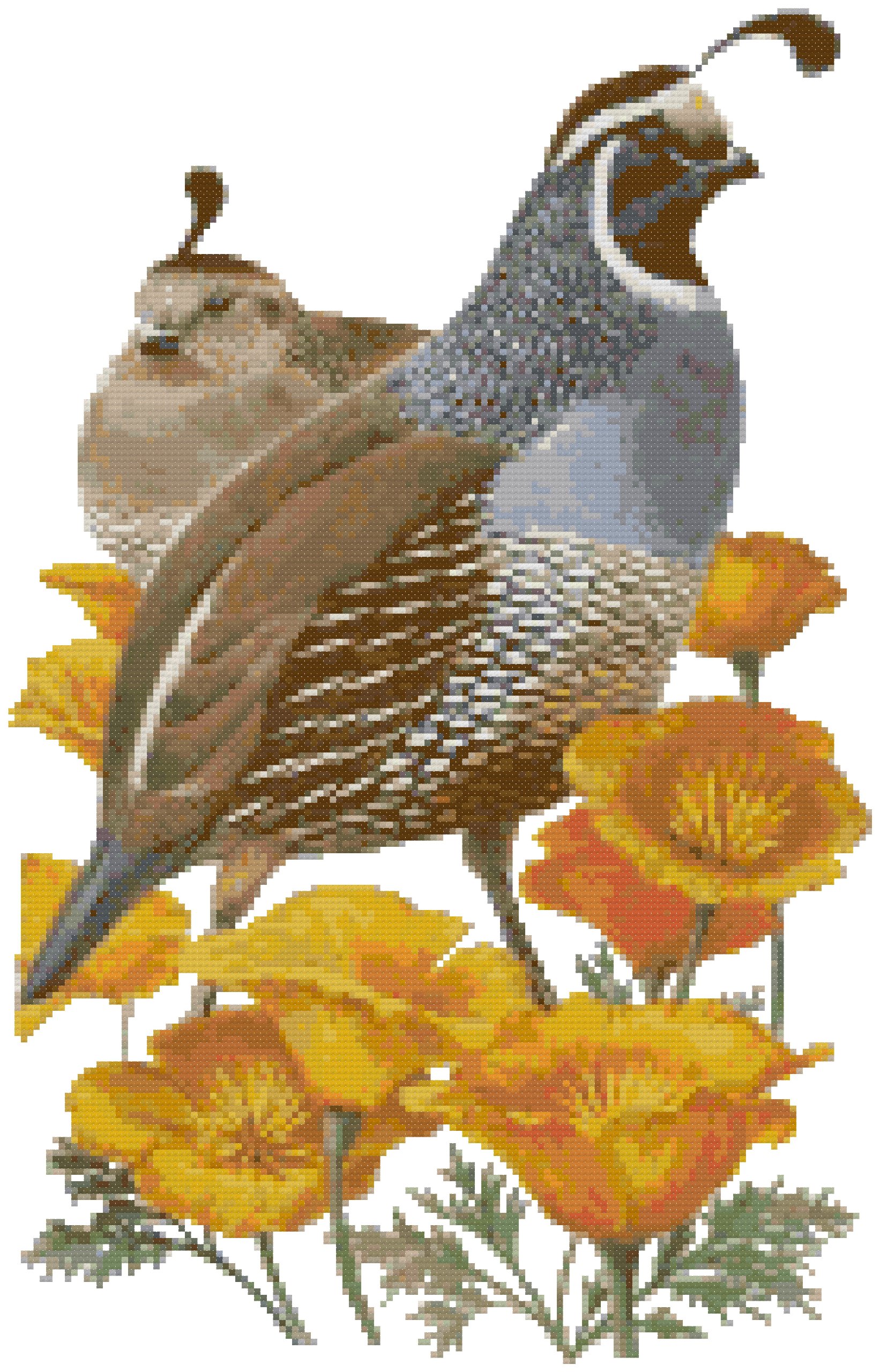 California State Bird Drawing