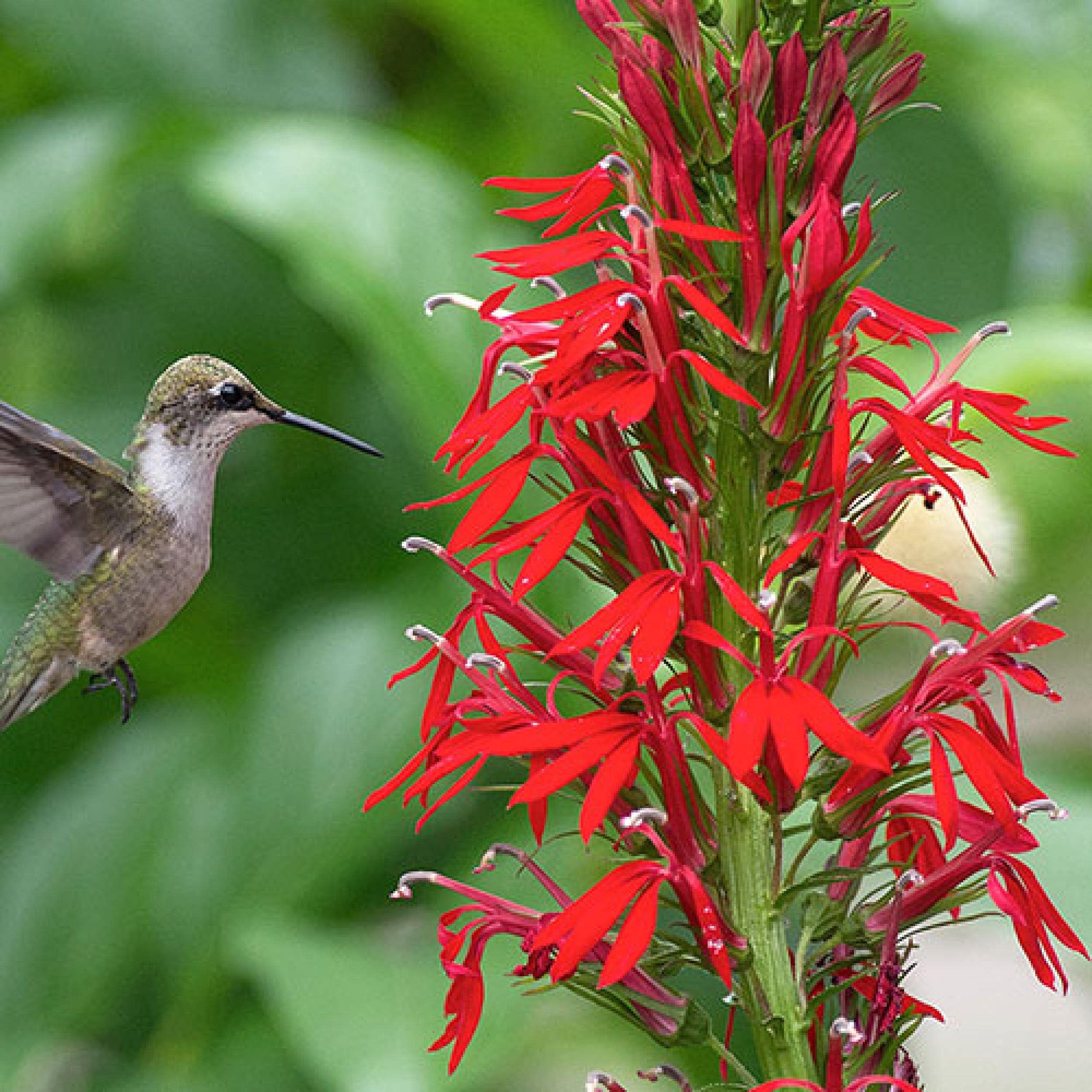 Cardinal Flower Pond Plant