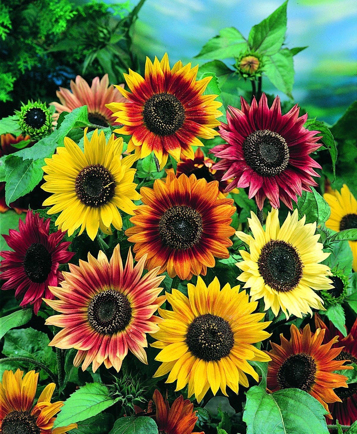 Autumn Beauty Sunflower Mix Wildseed Farms; Wildflower