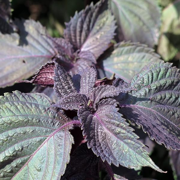 Shiso rosso (Perilla frutescens) - circa 200 semi - 3