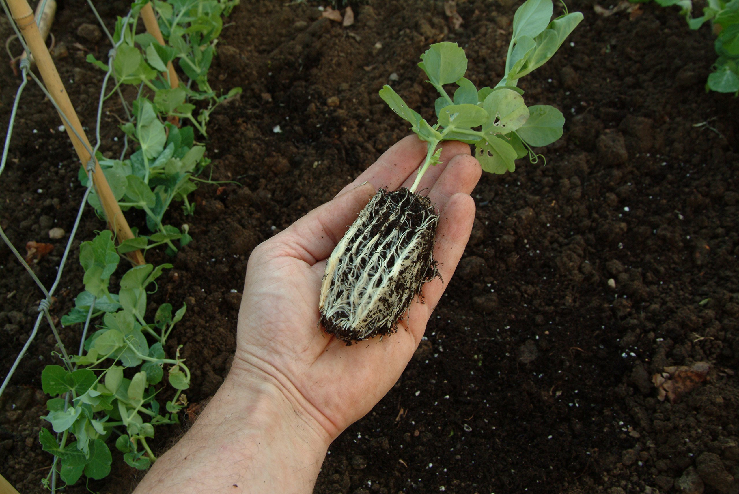 Tierra Garden Haxnicks miska do uprawy nasion i odchodów
