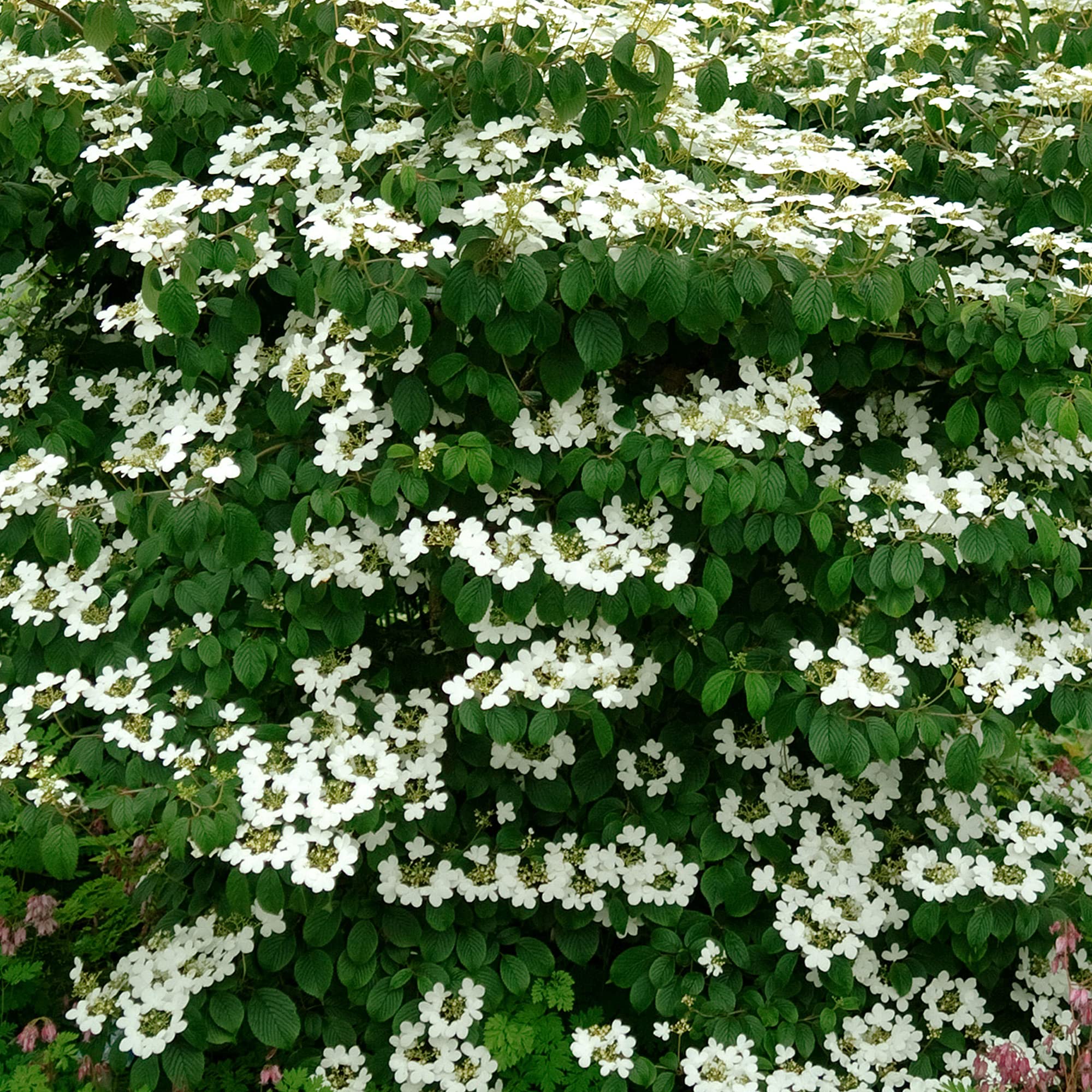 Viburnum Mariesii - Boule de neige japonaise | Arbuste à fleurs caduc en pot pour jardin.