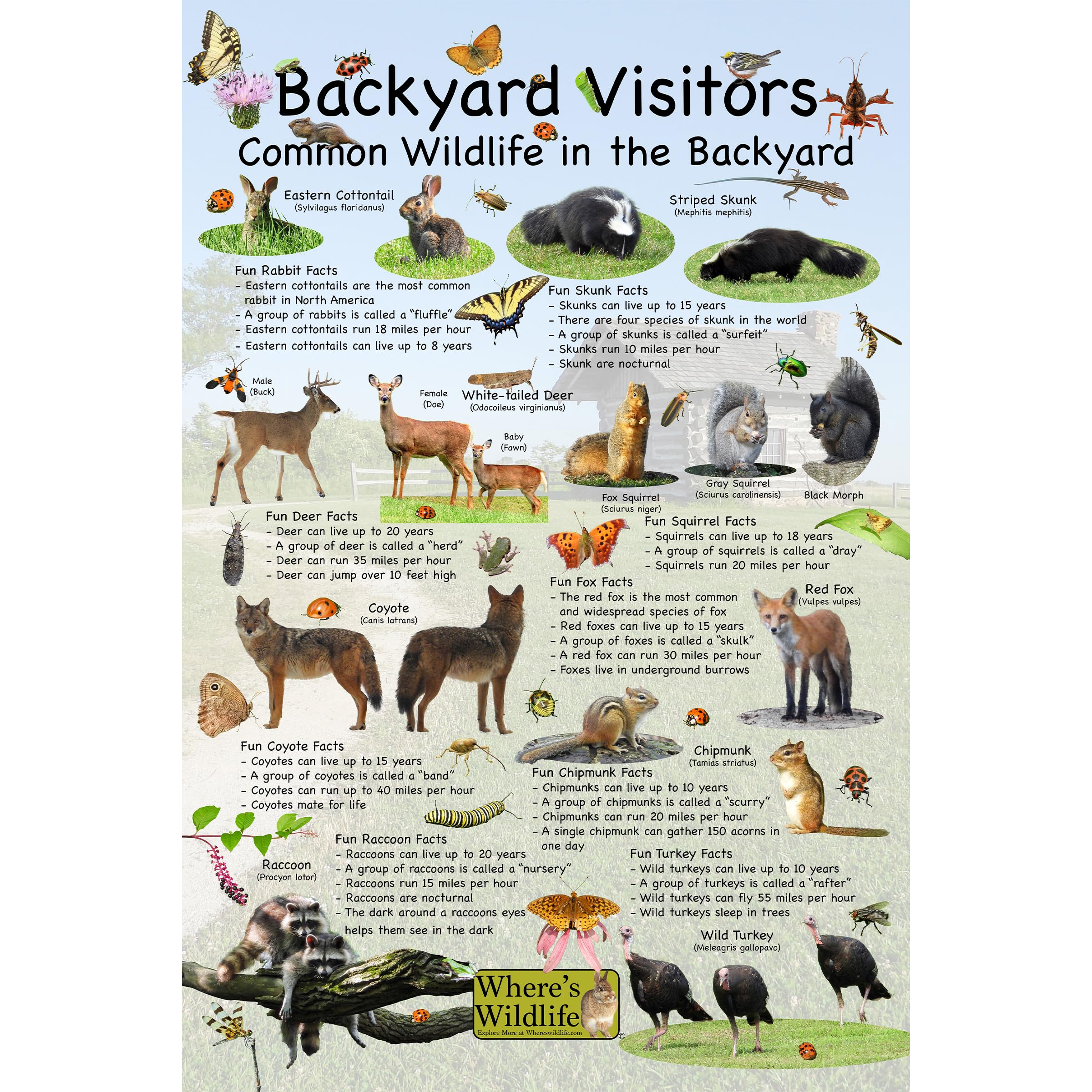 Amazon.com: Backyard Visitors Educational Kids' Nature Poster