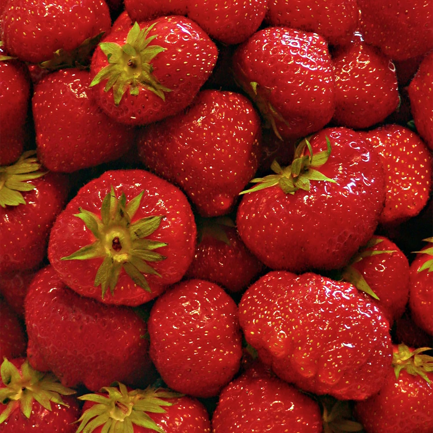 25 Pack Eversweet Everbearer Strawberry Plants Delicious