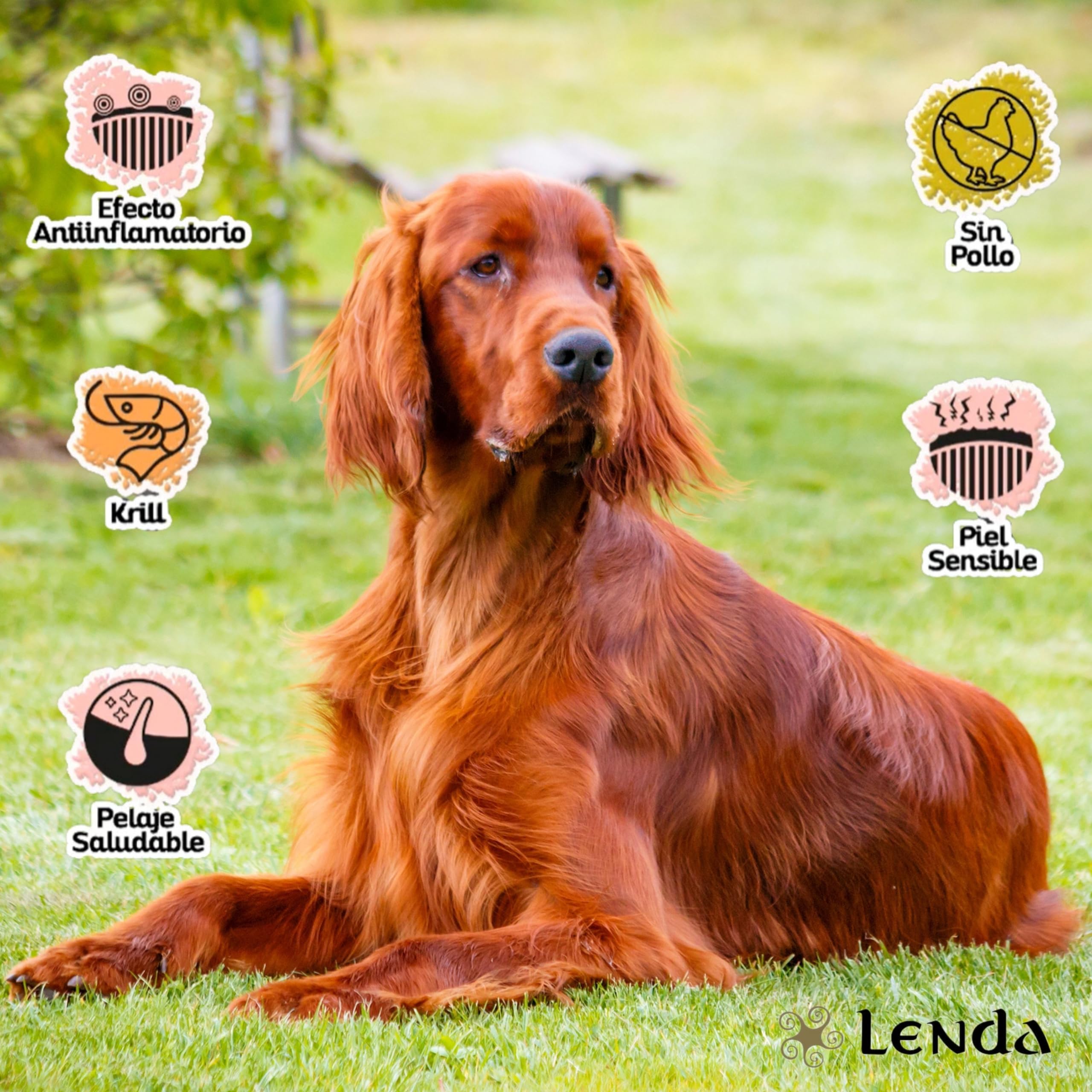 Lenda Sensitive 12Kg - Pienso Hipoalergénico para Perros Jóvenes y Adultos con Alergias Severas o Intolerancias | Pienso Gastrointestinal con Pescado Blanco | Comida Perros Natural y SIN Cereales