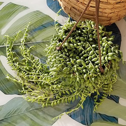 Miniatura 3 de Gotas de lluvia plantas suculentas viven en maceta colgante, cesta de plantas suculentas plantas de interior, plantas suculentas vivas, plantas