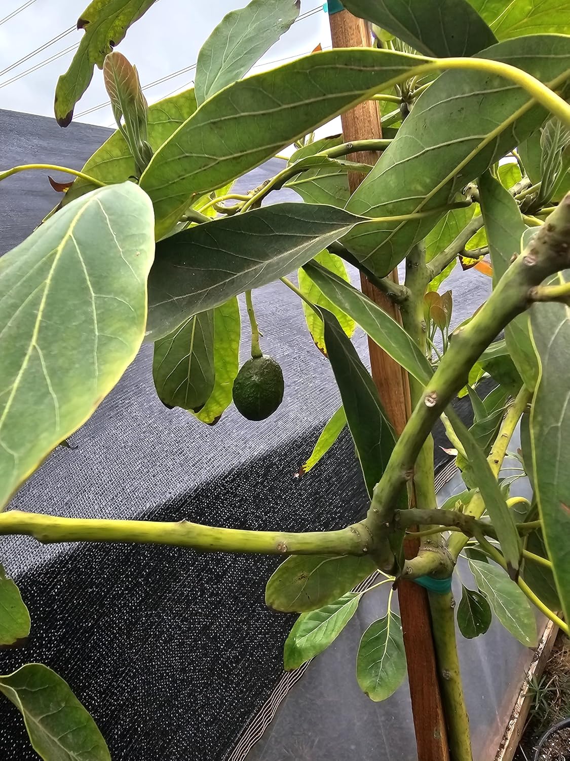 Grafted HASS Avocado Tree, 5-7 Feet Tall, Fruit-Bearing, Ready for Your 15 Gallon Container or Ground Planting, Live Plant with Shipping Pot