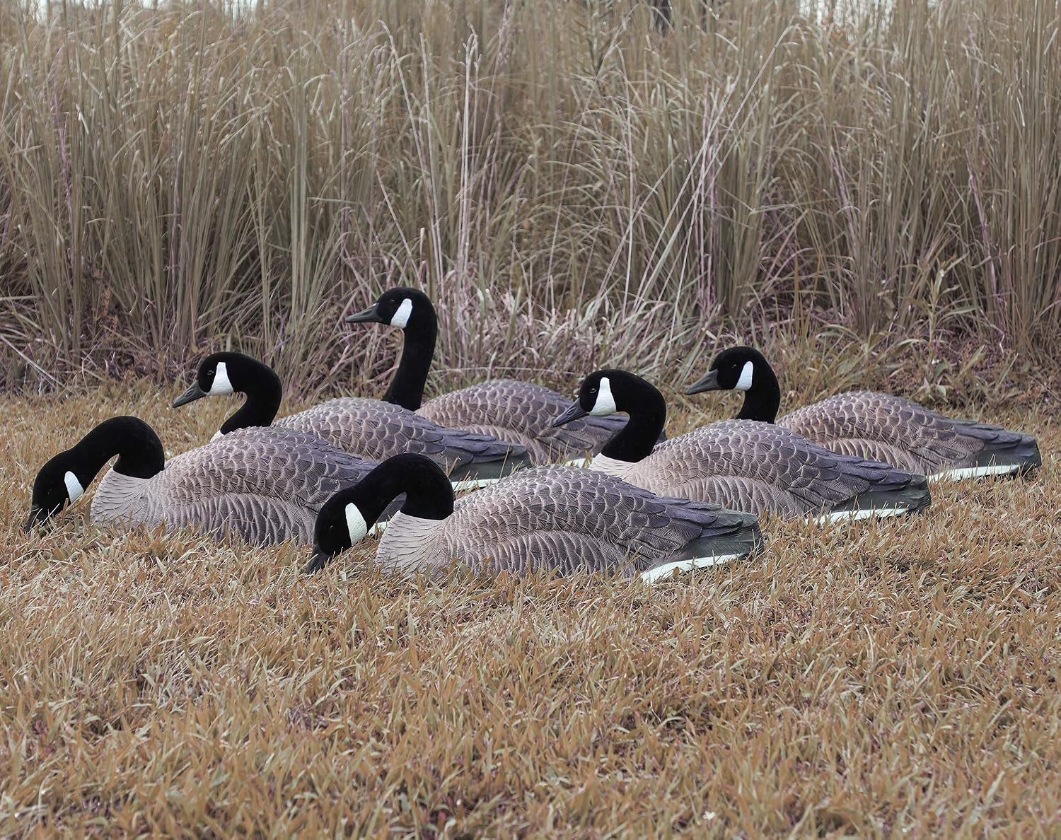 Higdon Outdoors Magnum Half Shell Canada Goose Decoys for Waterfowl Hunting | 6pk