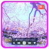 日本の桜の夢 - 春のピンクの花びらと静かな庭園瞑想、スリープタイマー付き