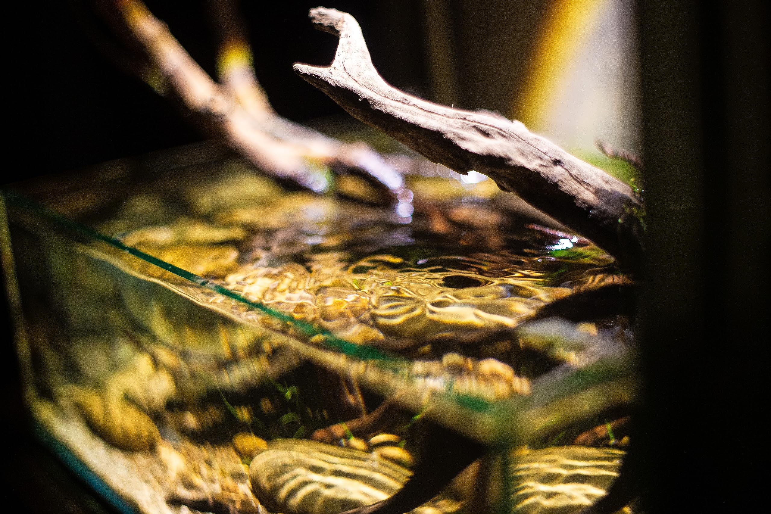 Amazon.co.jp: Chihiros Z Light TINY - 高度なズーム可能な水槽ライト