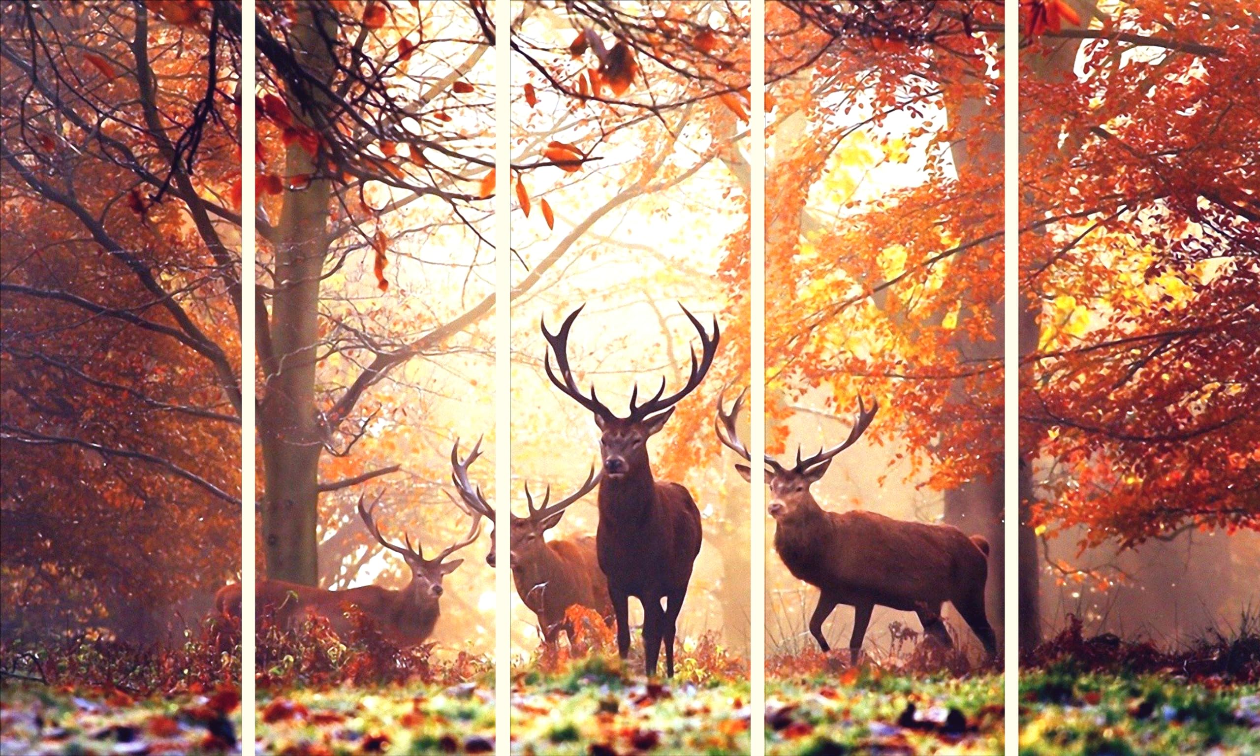 Amazon.com: KYARA ARTS Multiple Frames, Beautiful Deers Nature