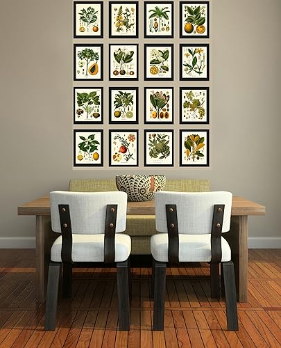 Miniatura 2 de LoveThePrint Botanical Fruit Flower Wall Art Print Set of 16 Antique Beautiful Lemon Grape Pomegranate Orange Lime Papaya Nuts Tropical Fruit Tree