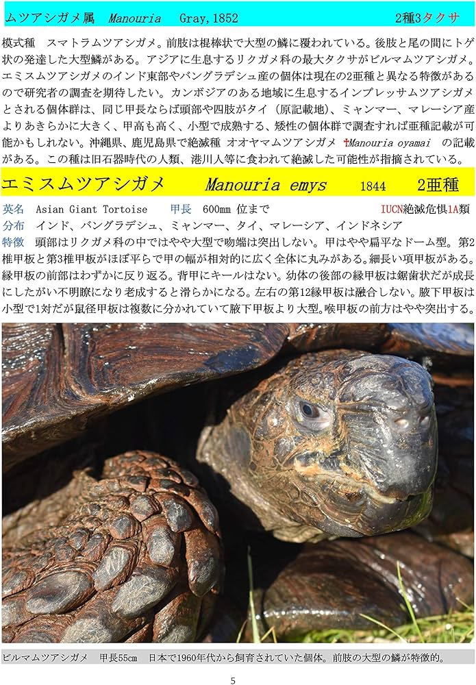 超マニアック本　世界のカメ全3冊 超マニアック本世界のカメ全3冊