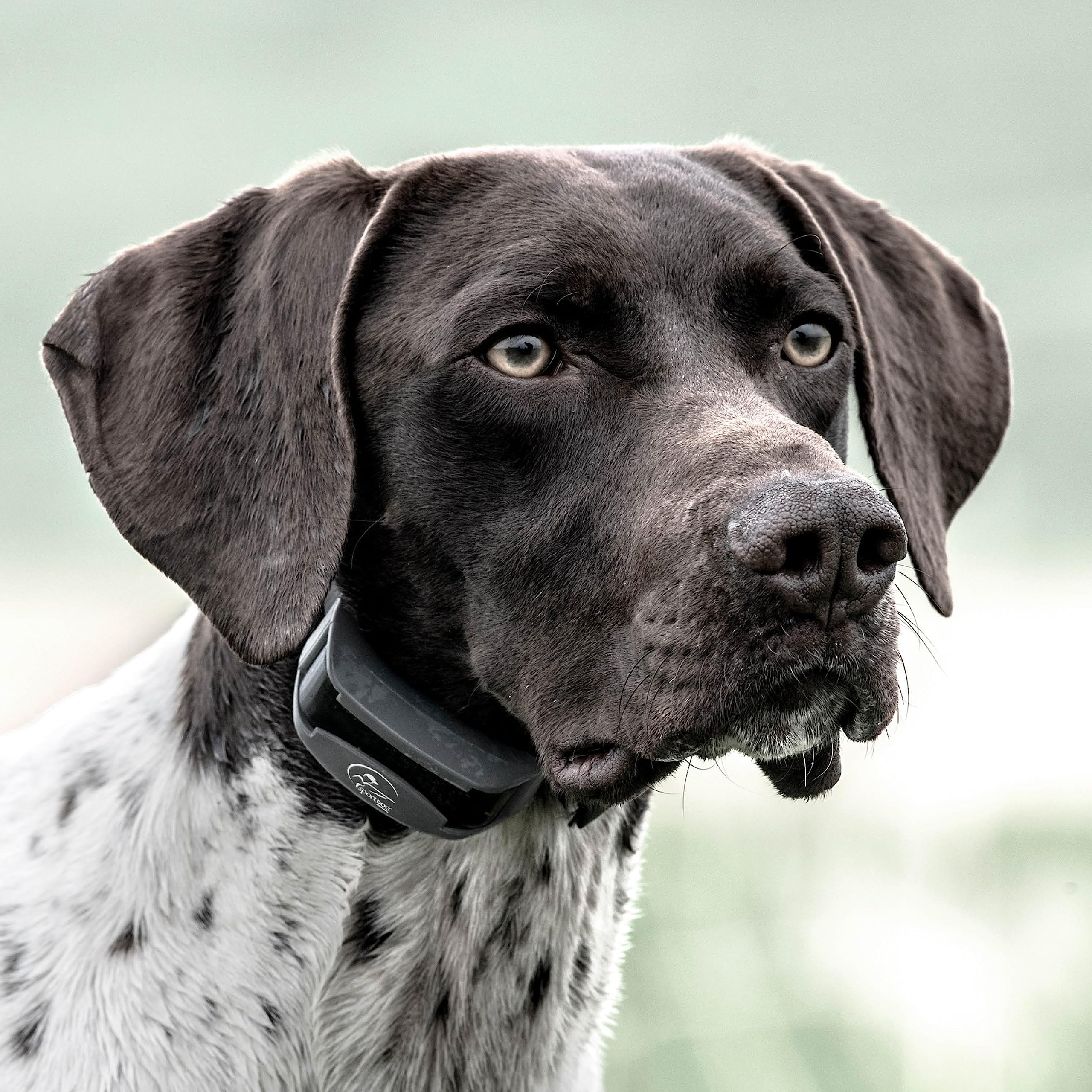 PetSafe SportDOG Collier Traceur GPS pour Chien avec Module Electronique Add-A-Dog Supplémentaire TEK Série 2.0, Compatible avec Systèmes TEK Série 1.5 et 2.0-16 km de portée