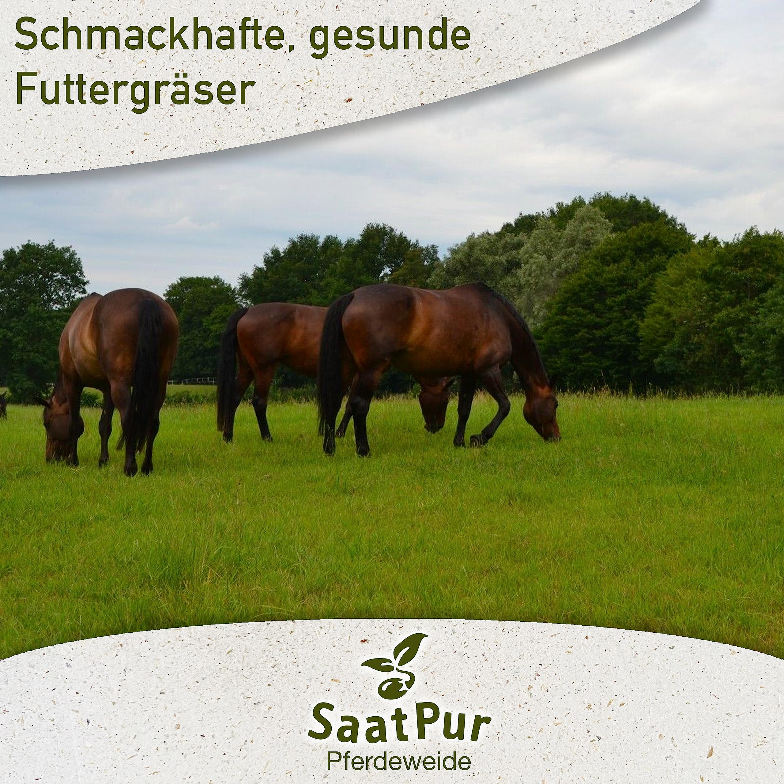 SaatPur Dauerweide fr trockene Standorte, 10 kg fr 3.000 m, Hoher  Futterwert fr strukturreiches Futter, dichte Narbe, geeignet fr stark ...