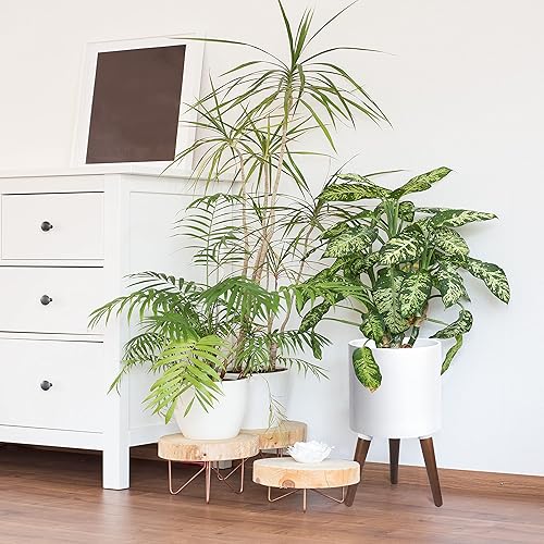 Miniatura 9 de Maceta de interior de mediados de siglo alto de 8, 10, 12 y 14 pulgadas.