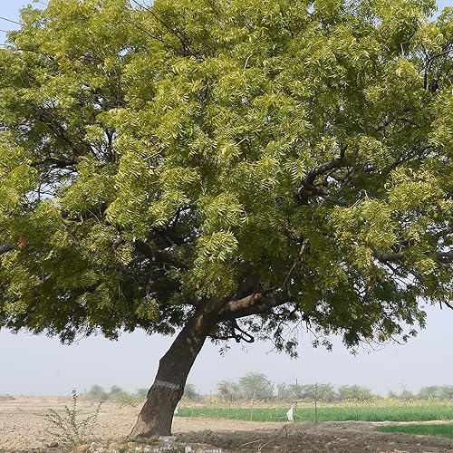 Neem Tree Seeds Azadirachta Indica Fast-Growing Tree Evergreen Drought Tolerant Outdoor 3Pcs Tree Seeds by YEGAOL Garden