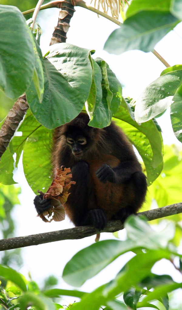 Lush Where Can I Buy A Spider Monkey View for Desktop Lush Where Can I Buy A Spider Monkey View for Desktop