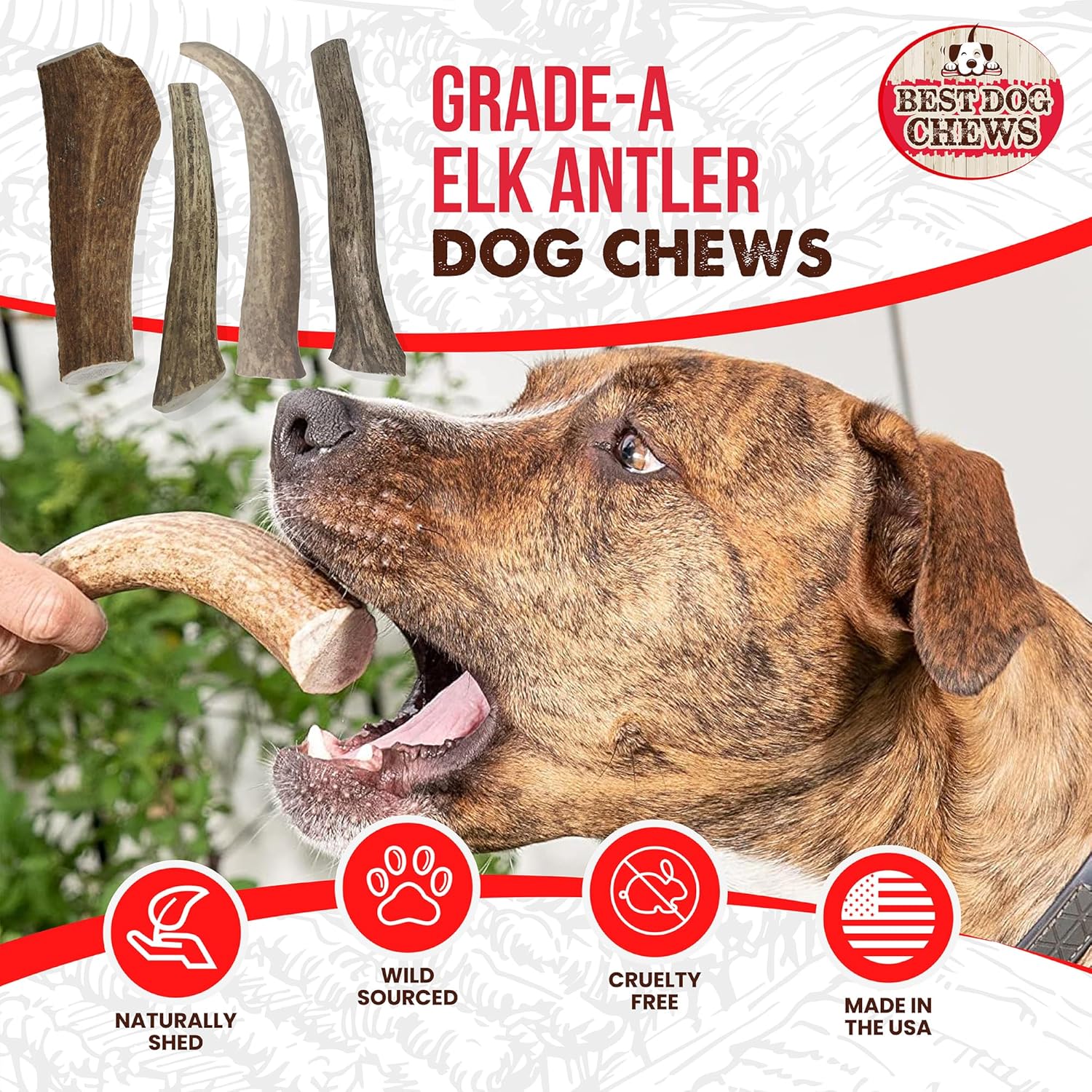 Elk Antlers for Dogs Large - Premium Natural Antler Dog Chew for Aggressive Chewers - Long-Lasting Deer Antler Chews - Ideal for Medium to Big Breed Dogs - Elk Bones and Antlers Durable
