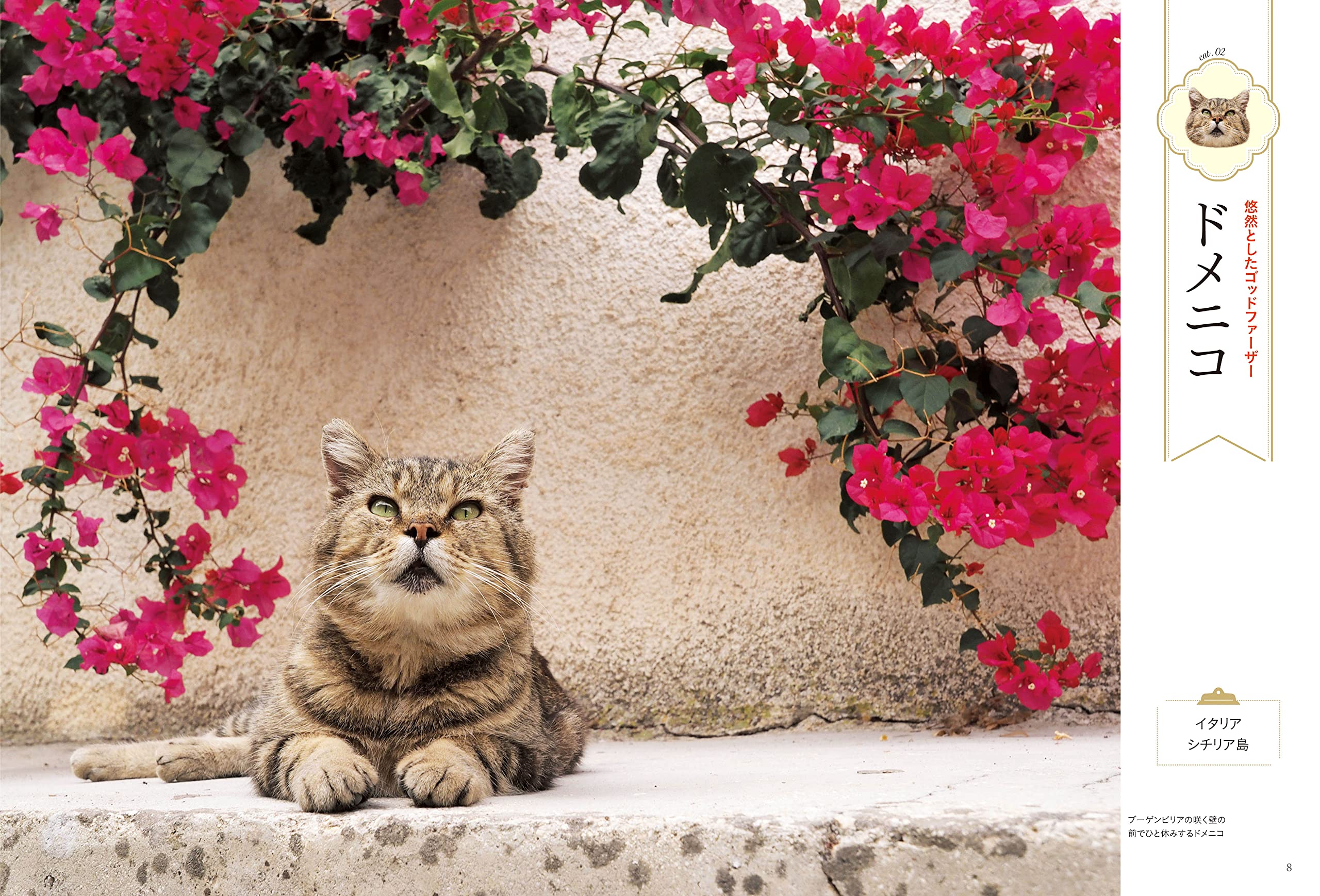 藤編四季豪華汎用猫舎ケージ家庭用二階室