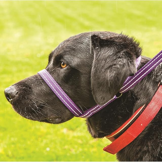Foto 5 de 7 de Gencon - Collar de cabeza y correa para perro de clip a collar - Aprobado por entrenador