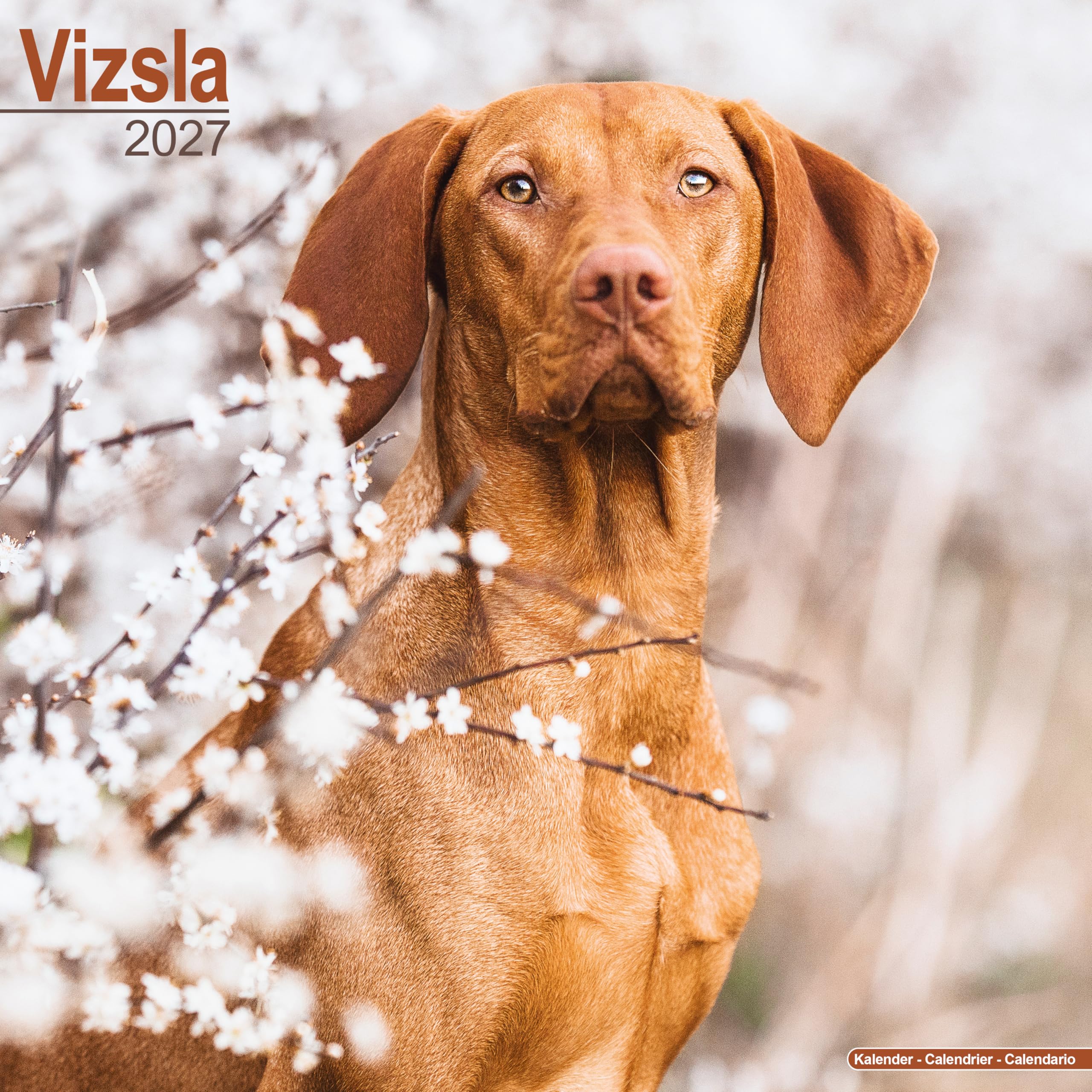 Vizsla Calendar 2027, Wall Calendars, Month To View, Dogs, Gift