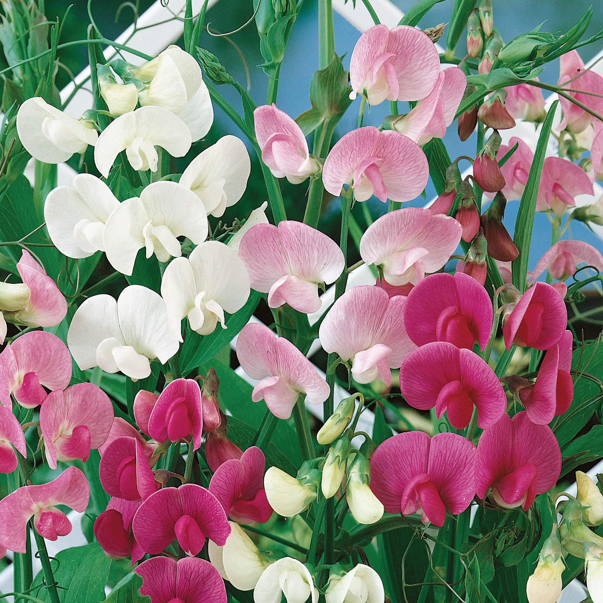 See full amazon price history chart for Golden Hills Farm® (AVG 50-500) seeds Dwarf Sweet Pea Flower Seeds Golden Hills Farm® (AVG 50-500) seeds Dwarf Sweet Pea Flower Seeds (B093QGX17Q) Amazon Price History, Amazon Price Tracker