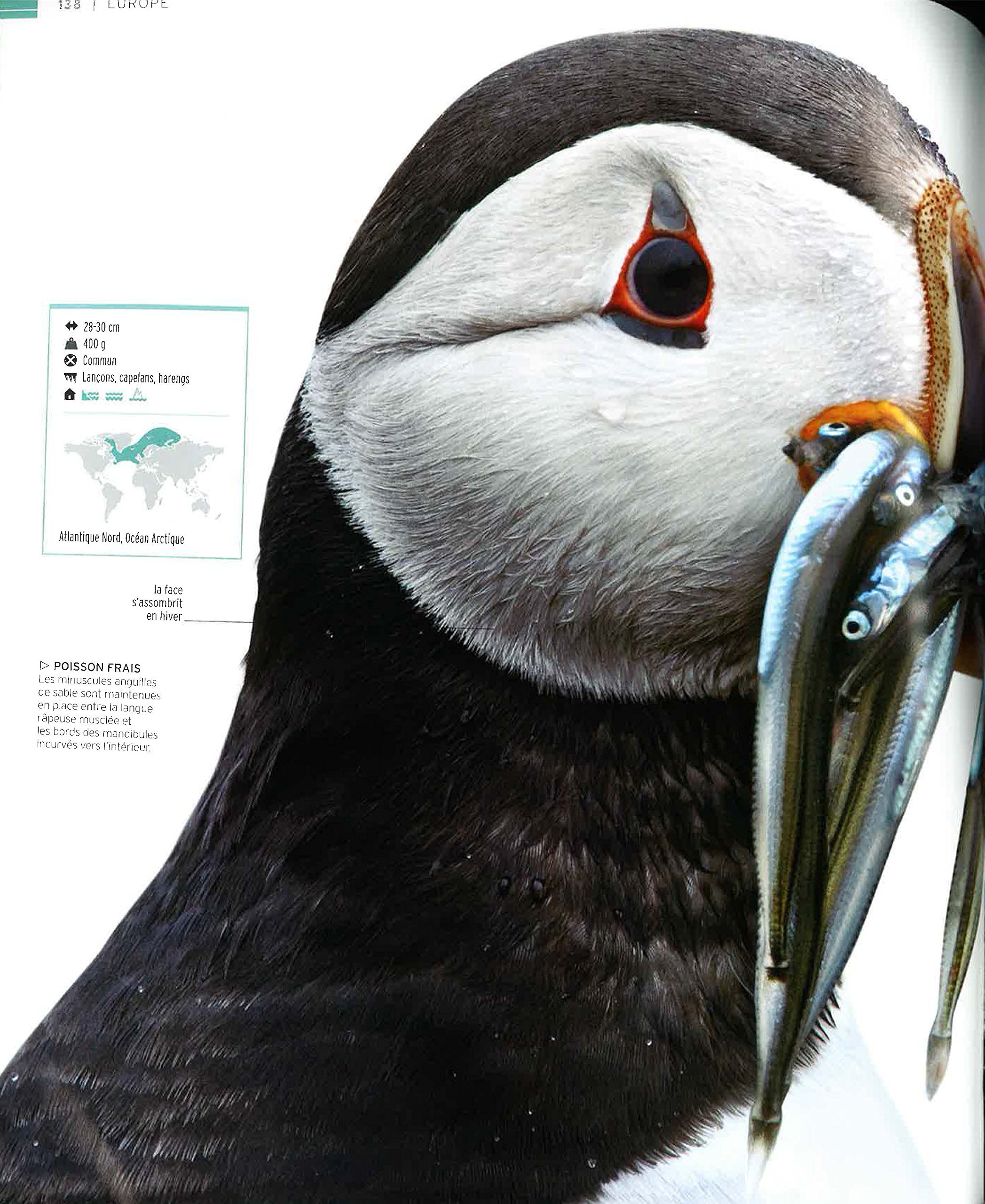 Vie sauvage: Encyclopédie visuelle des animaux, continent par continent