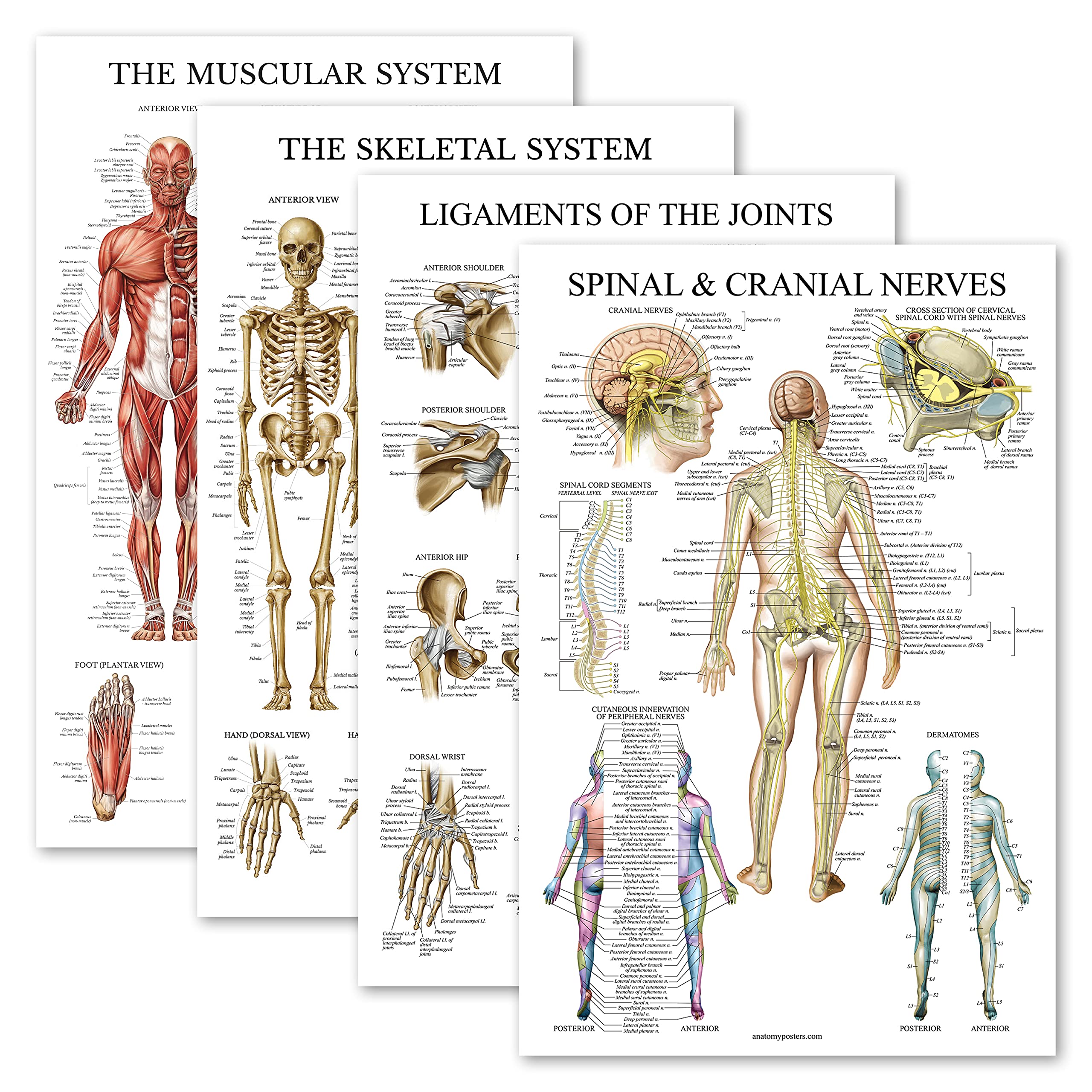 Amazon.com: Palace Learning 4 Pack - Anatomical Poster Set