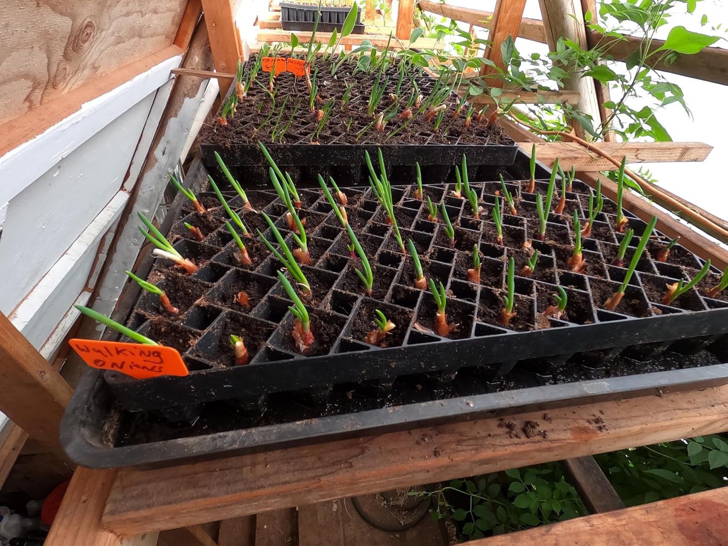 Six Egyptian Walking Onion Plants, Heirloom Perennial Multiplier Onions, Organic Tree Onion Stater Plants, 1 Count, Fall Planting