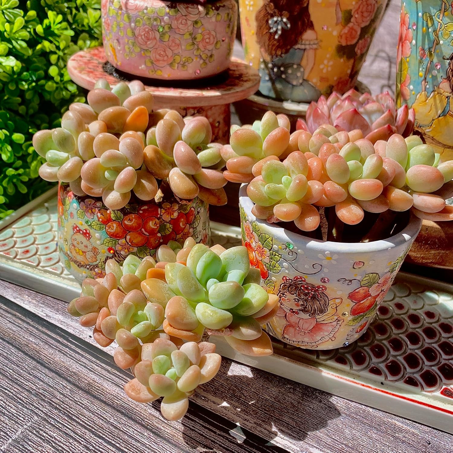 Graptosedum Miul Succulent Kit - with Plastic Pot, Cluster 3" Live Plant, Compressed Soil & Guide, for Garden Indoor Office Desk (1, Graptosedum Miul)