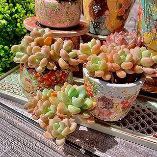 12 Backyard Pergola Ideas for Comfortable Outdoor Living 109 Graptosedum Miul Succulent Kit - with Plastic Pot, Cluster 3