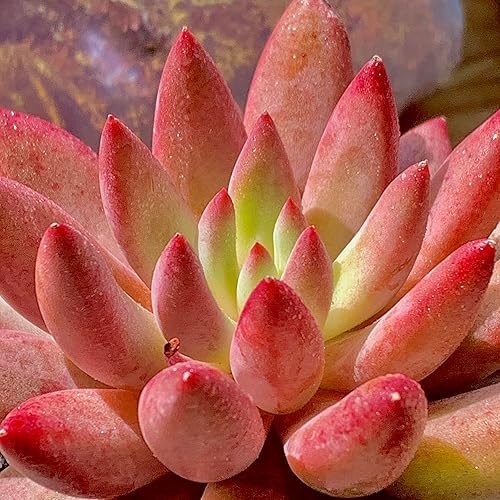 Miniatura 7 de Generic Echeveria - Plantas suculentas vivas raras de cerezas, 1 maceta de tamaño de 2 pulgadas, planta viva rosa, excluye maceta y tierra,
