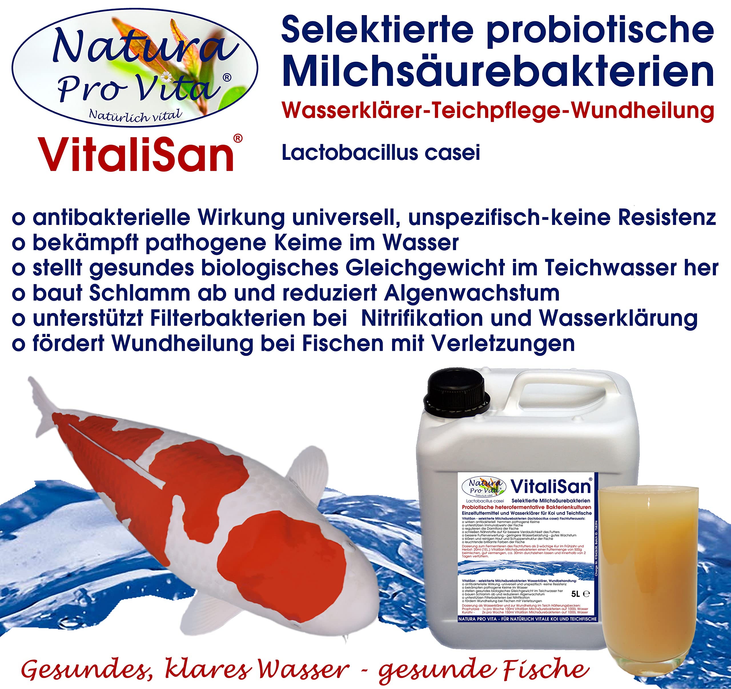 Filterbakterien Koi Teich Milchsäurebakterien klares Wasser baut Schmutz ab algenfrei biologisches Gleichgewicht antibakteriell Wundheilung Koi 20L