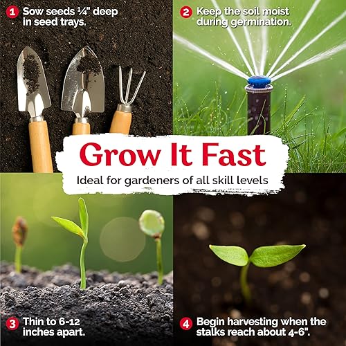 Miniatura 3 de KVITER 500 semillas de amaranto de hoja verde (Amaranthus Mangostanus) - Semillas de espinaca china orgánica/semillas de calaloo/Lu Hsien/Xian CAI