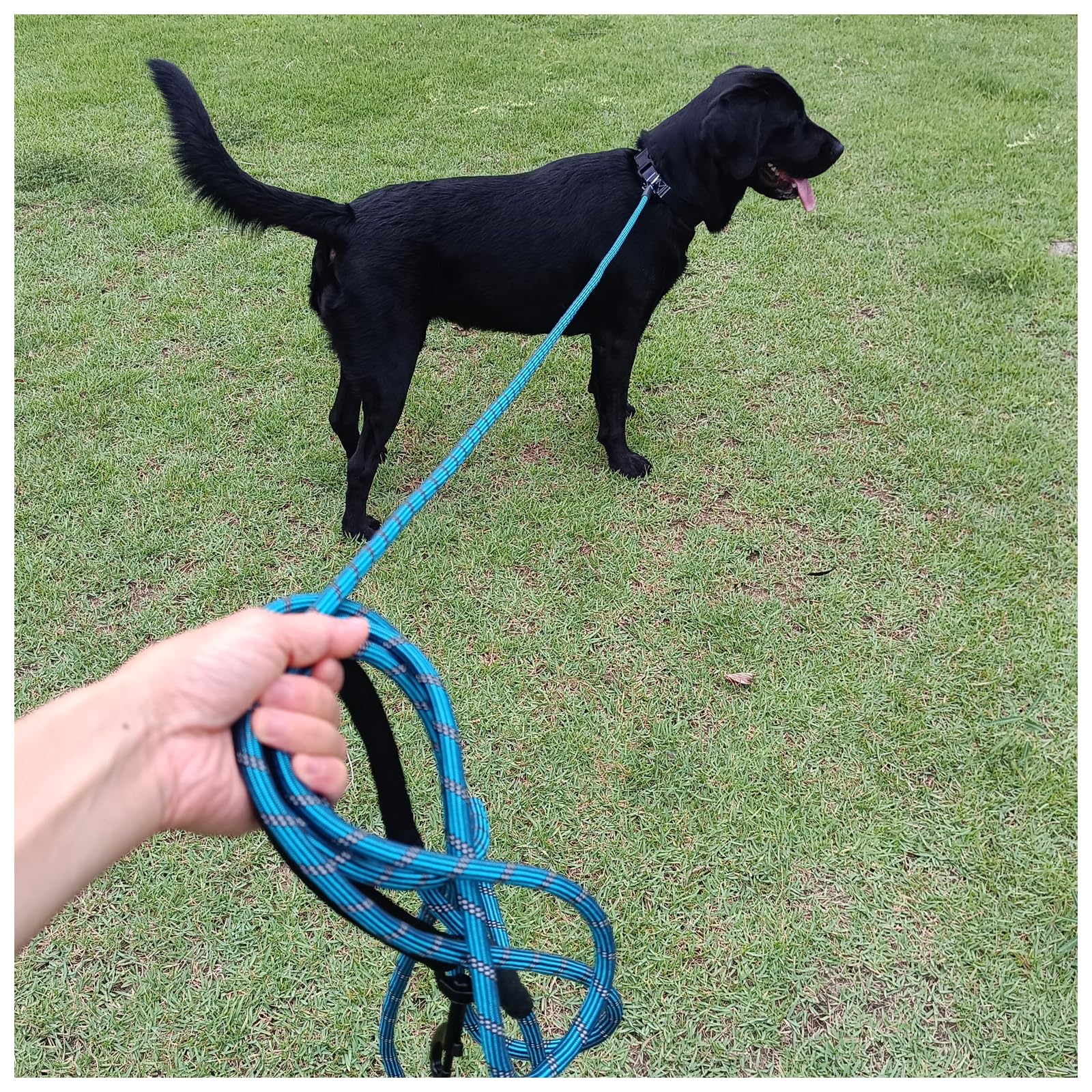 BTINESFUL Long Dog Leash, 10/15/20/30/50FT Dog Training Leash with Soft Handle, Reflective Heavy Duty Rope Dog Lead for Medium Large Dogs Outside Play, Camping (3/8" x 10ft, Blue) - image 8
