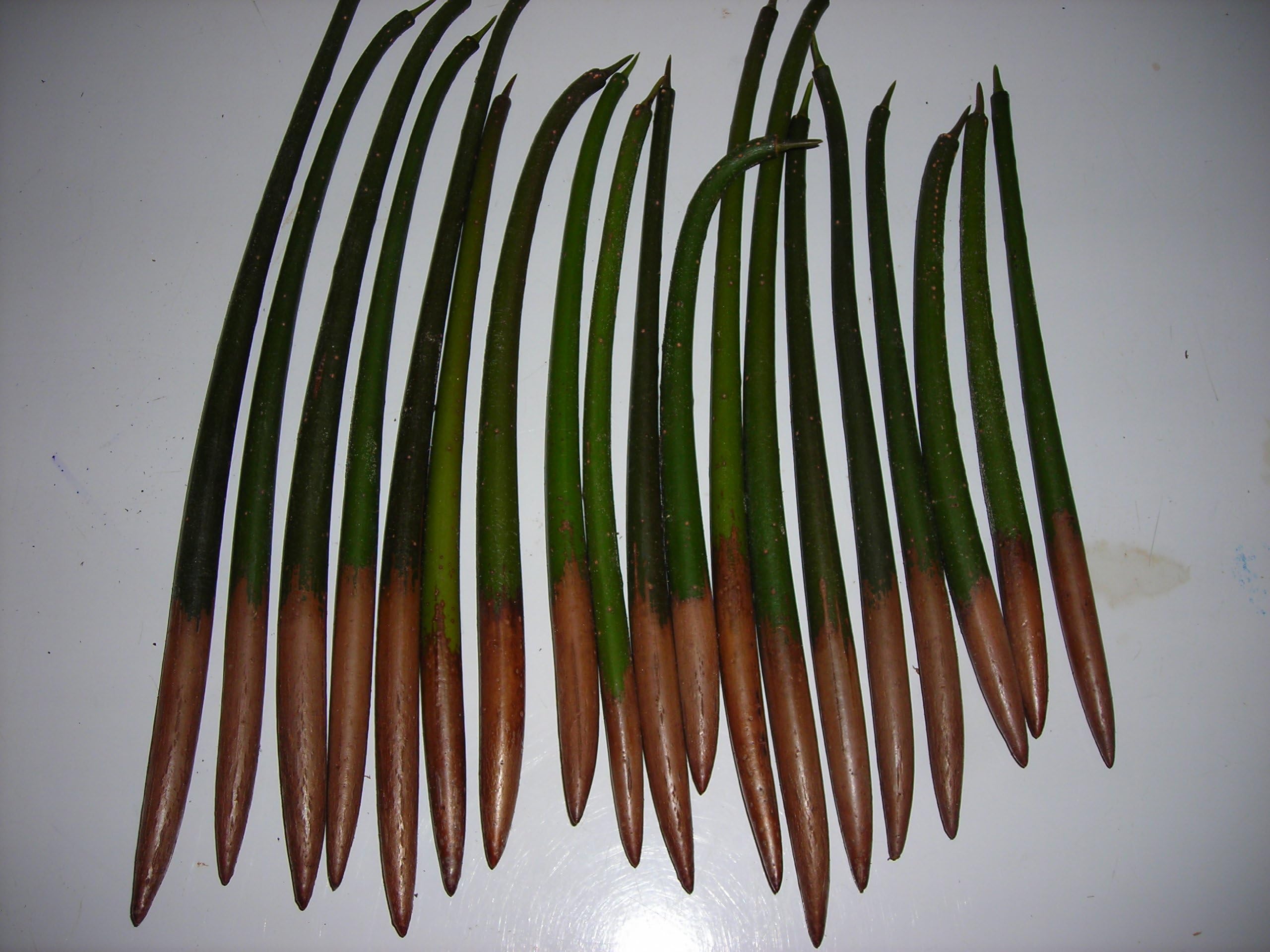 50 RED Mangrove Seeds Fresh OR Saltwater