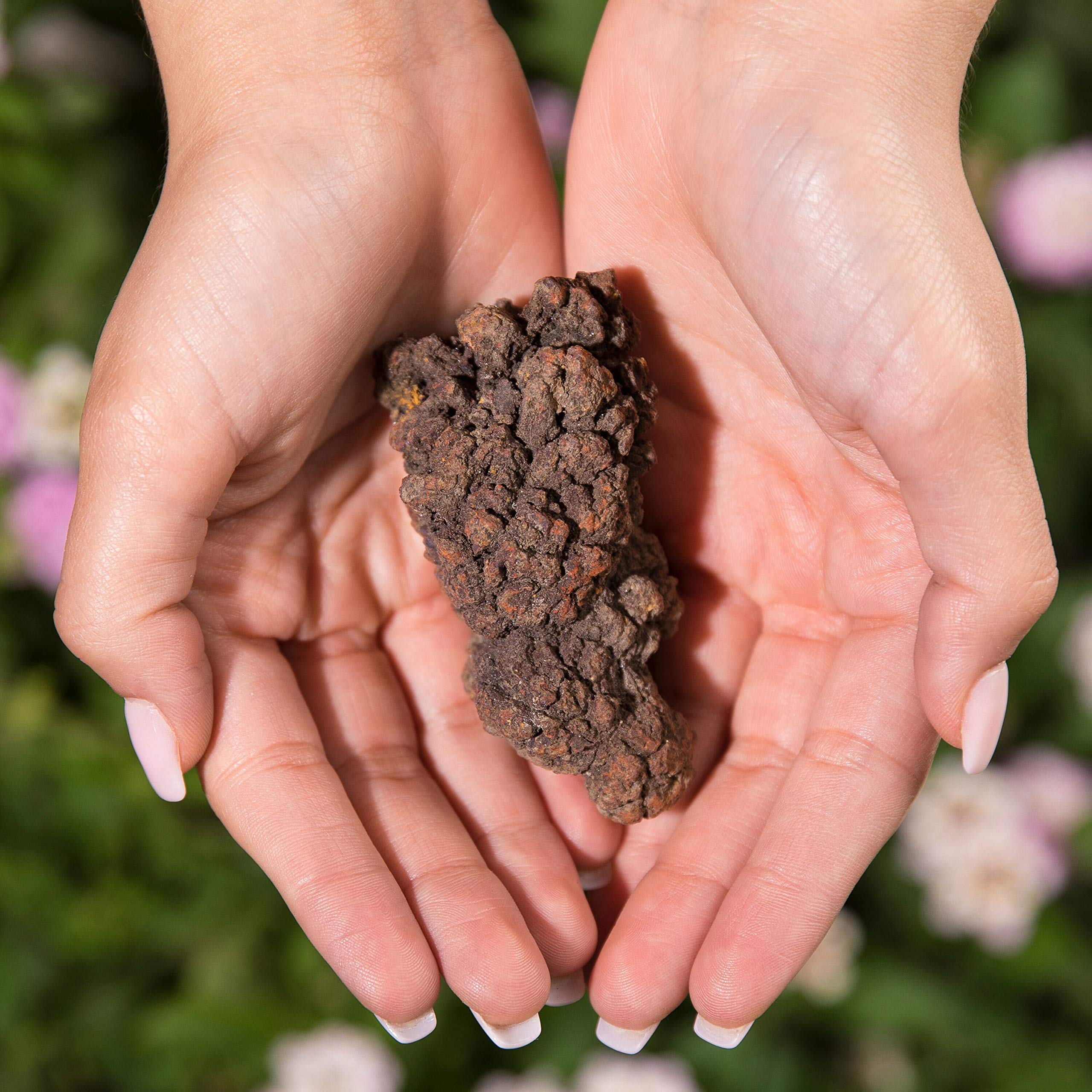 KALIFANO Authentic Prehistoric Dinosaur Coprolite Feces Trace Fossil
