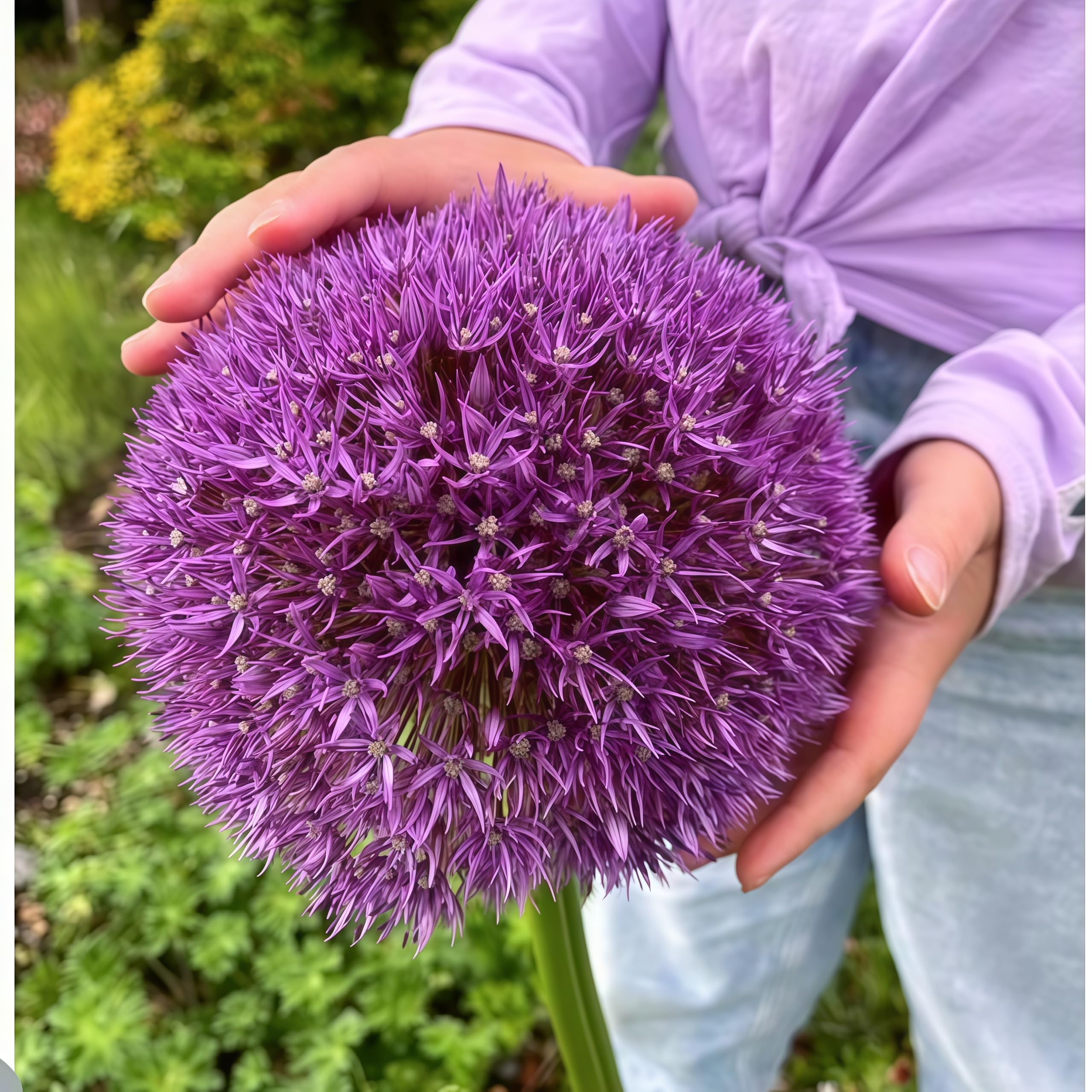 Bulk Allium for Planting UK, Hardy Perennial, Excellent Display, Mix Greening Flower, Natural Organic, Wedding, Balcony Garden-5 Bulbs-B