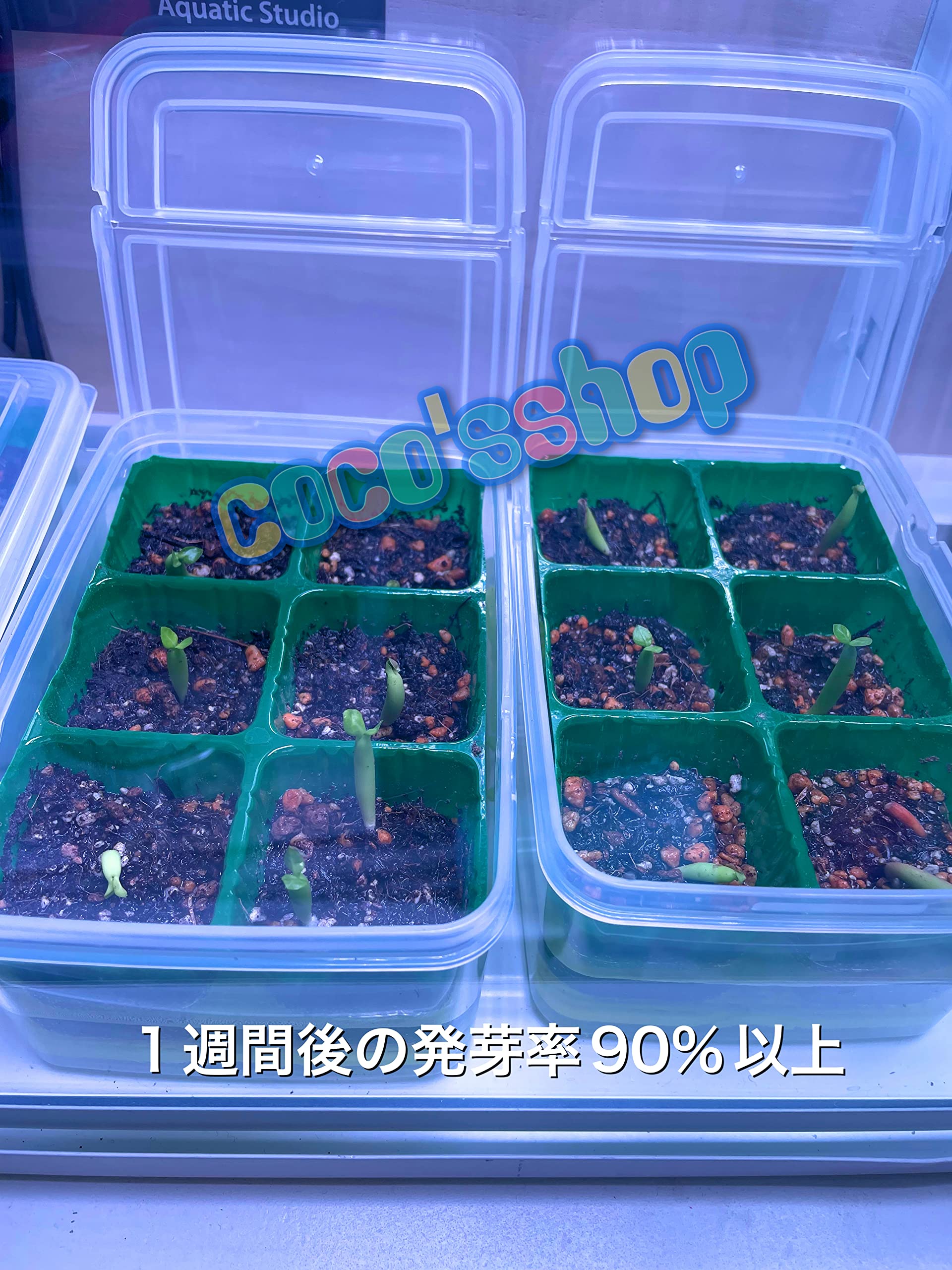 Amazon.co.jp: (coco`sshop) アデニウム オベスム 種子 6個 塊根植物
