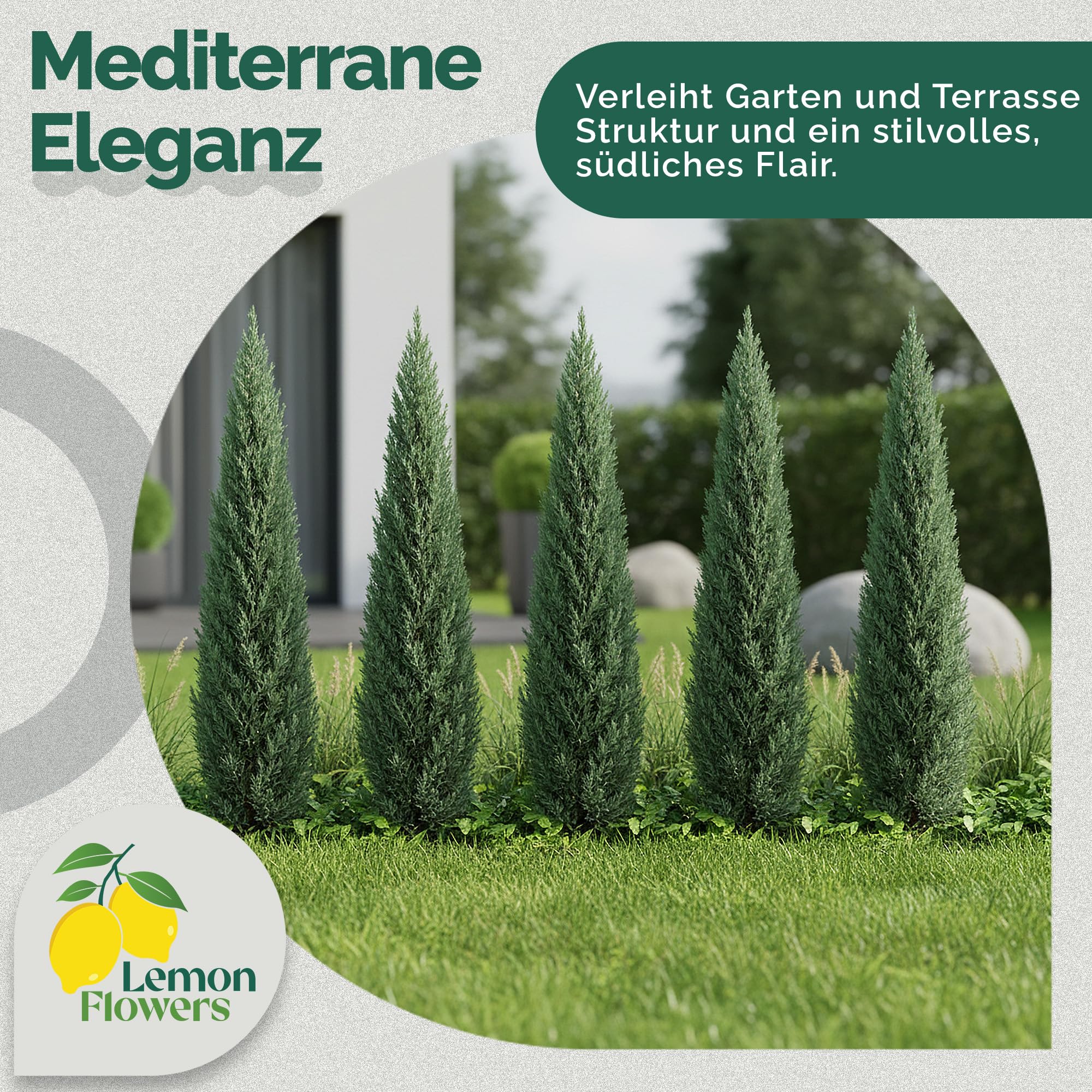 Cupressus Sempervirens Mini 120 cm Zypresse Winterhart -20° Sichtschutz Pflanzen Italienische Winterharte Zypresse Schnellwachsend
