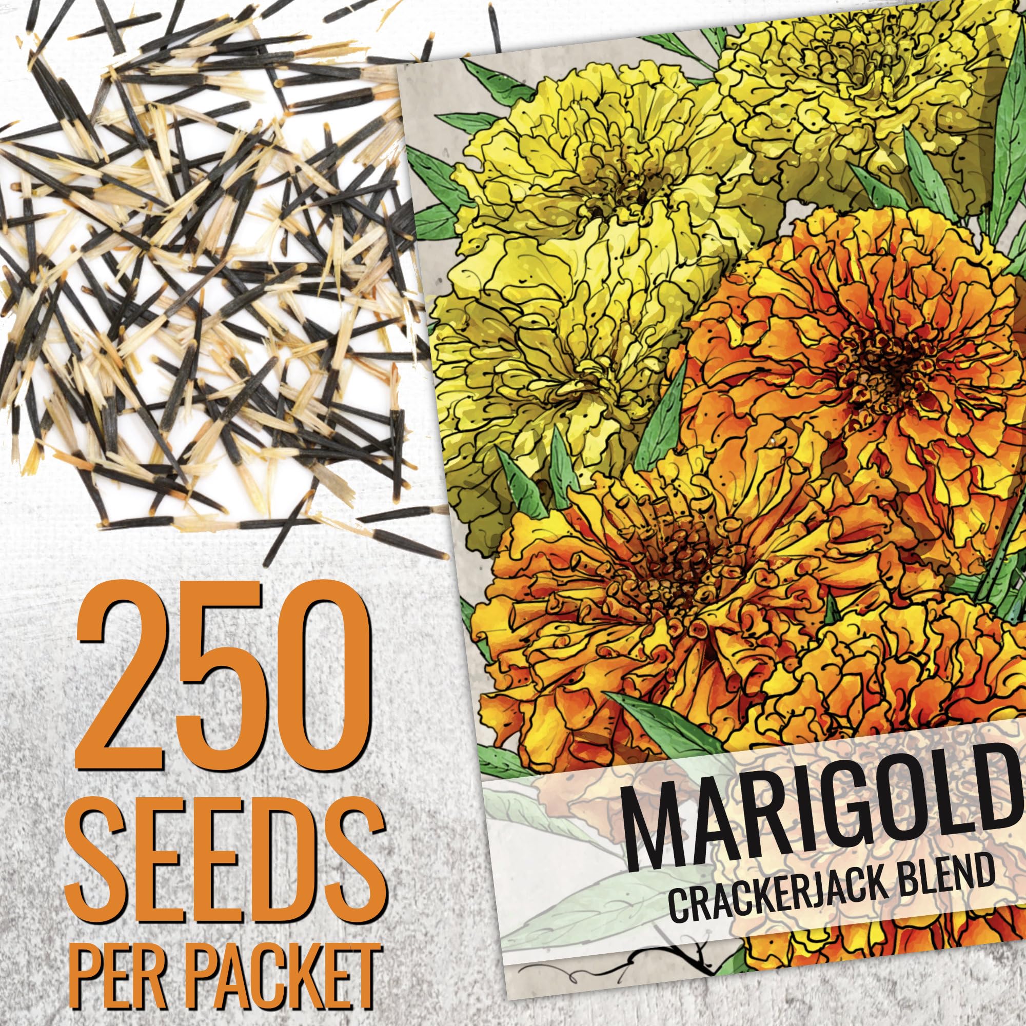 Amazon.com : Seed Needs Crackerjack Marigold Seeds for Planting - Heirloom  & Open Pollinated Annual Flowers - Plant a Butterfly Garden to Attract  Pollinators (1 Pack) : Patio, Lawn & Garden