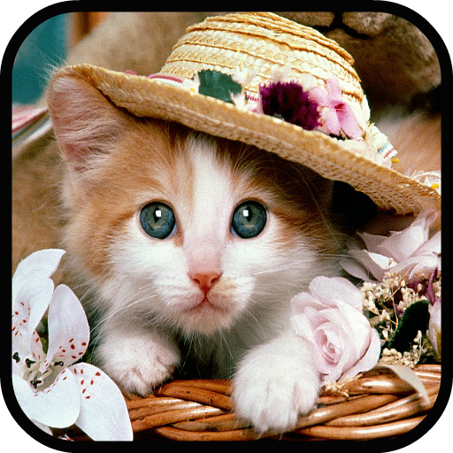 Crazy Cute Cat for Android