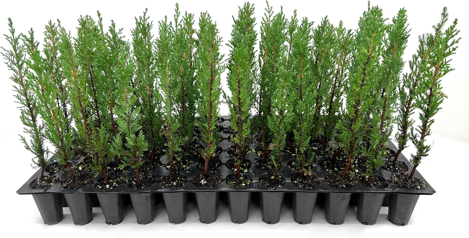 Italian Cypress | 3 Live Trees | Cupressus sempervirens | Narrow Evergreen Plants | Tall Privacy Landscaping | Upright Ornamental Outdoor Plant