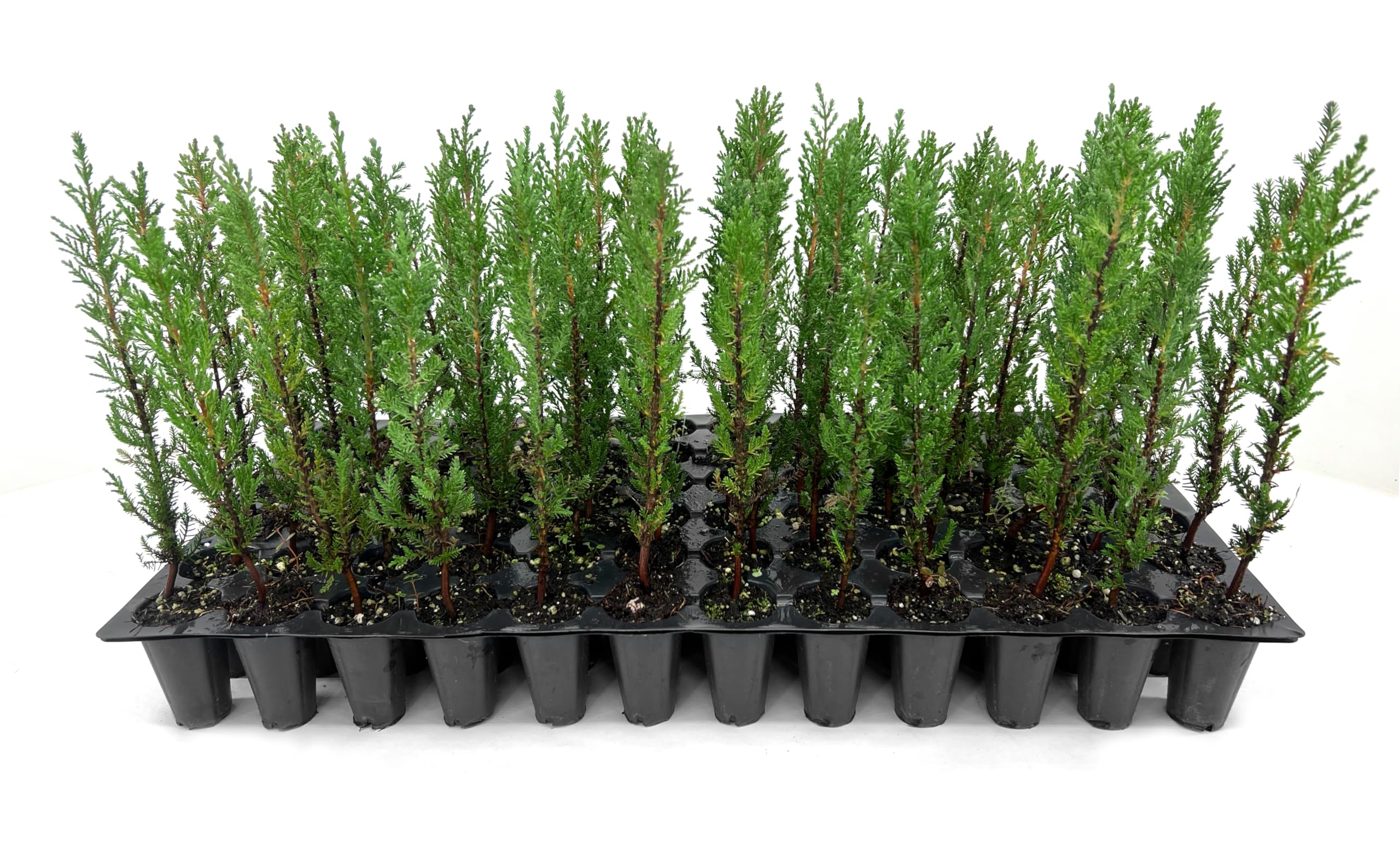 Italian Cypress 3-Pack