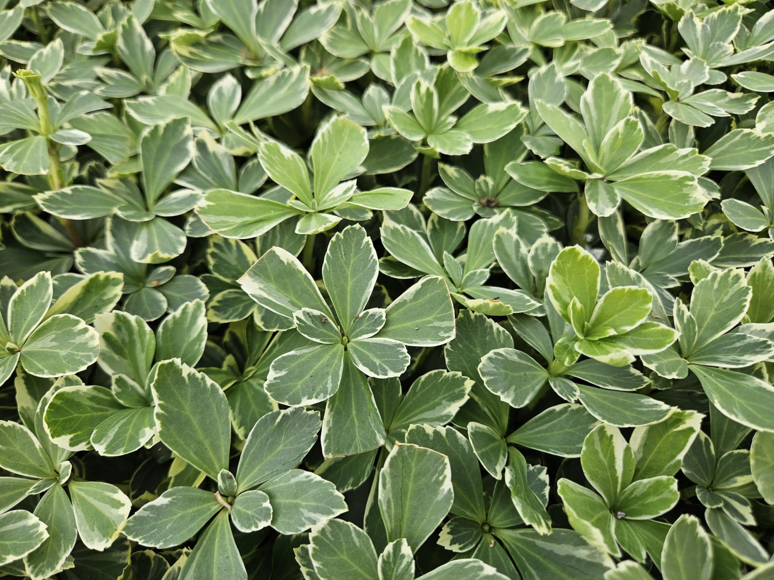 Pachysandra terminalis 'Variegata' | 12 stuks - 10-25cm - Ø9cm - Pianta da giardino