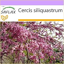 SAFLAX - Tree of love - 60 seeds - Cercis siliquastrum