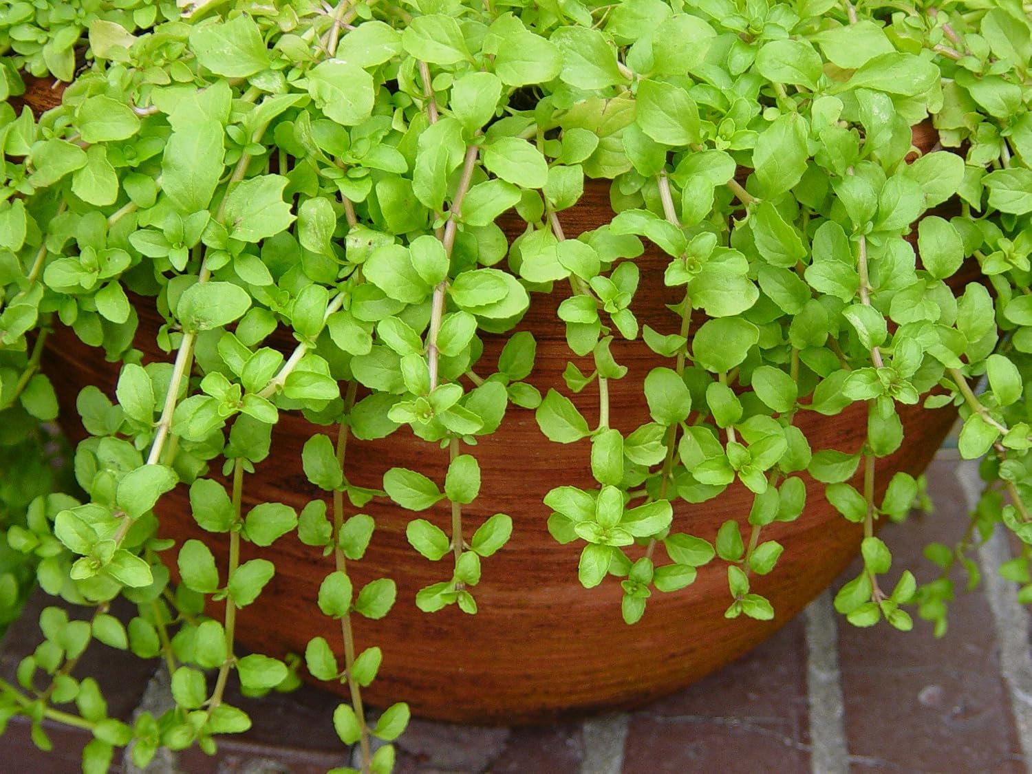 Pennyroyal Mint Seeds, Perennial Flowering Plant in the Mint Family, 100 Seeds